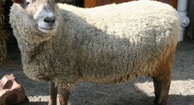Мъж е арестуван за публичен секс с...овца
