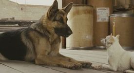 Чихуахуа част от полицейските кучета в Япония