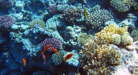 3/4 от кораловите рифове ще изчезнат след 10 години
