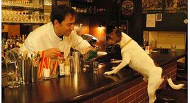 Откриват кучешки бар в Брюксел 