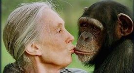 Дейми Джейн  Гудол и нейните изследвания върху живота на шимпанзетата 