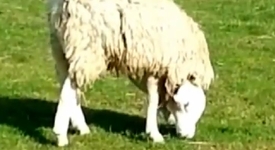 Овца с вродена аномалия – хит в интернет (+видео)