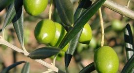 Какво знаем за маслината?