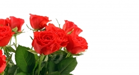 Значението на розите според цвета им