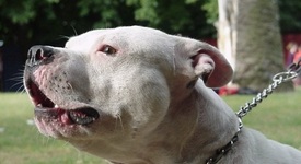Куче захапа водеща в ефир (+ видео)