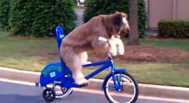 Куче на велосипед – хит в интернет (+видео)
