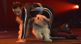 Вижте това уникално танцуващо куче (+ видео)